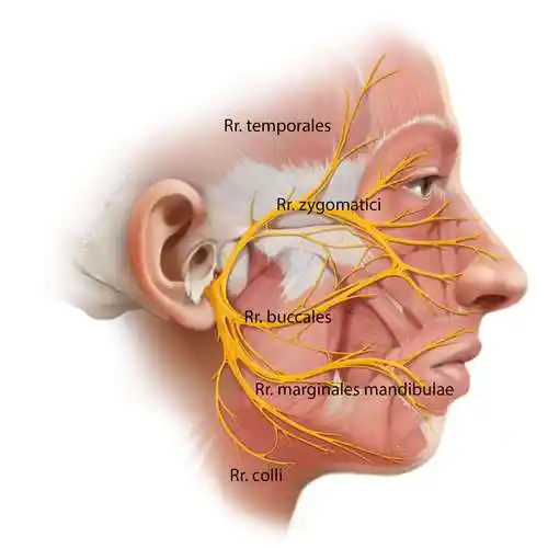 走行在面神经管内的面神经及其分支