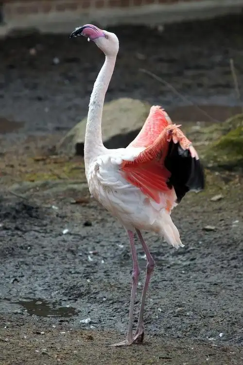 动物园,动物世界,动物