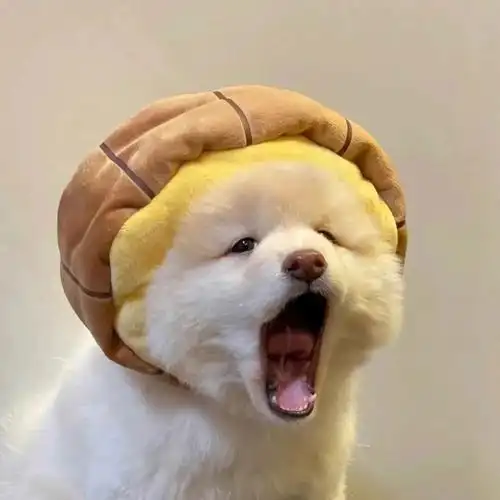 有没有哪位知友提供一下沙雕且可爱的头像