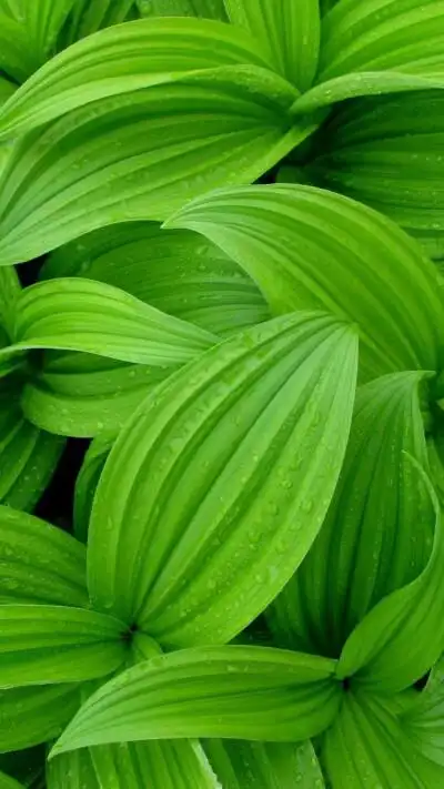 绿色桃子的壁纸