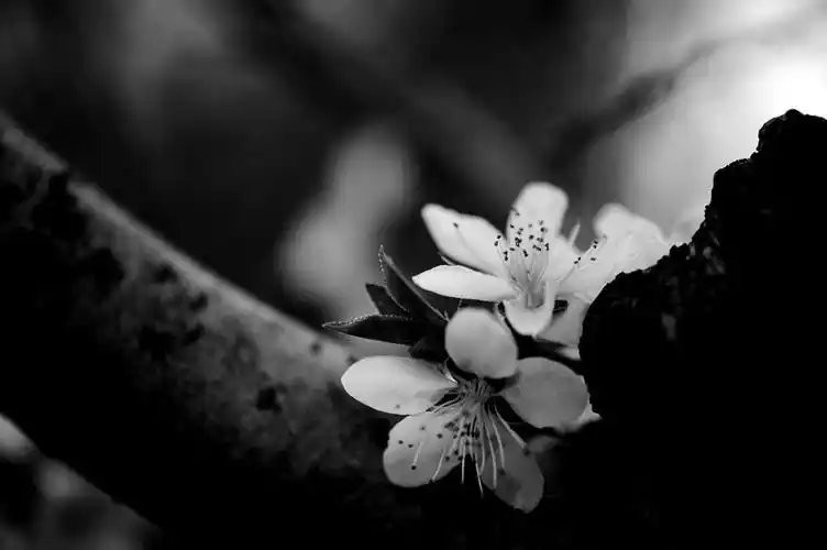 黑白桃花-小品-春回大地,不断更新