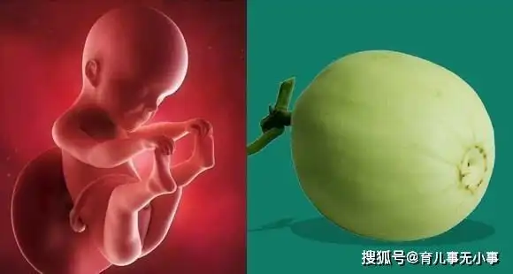 几张图告诉你:孕1~40周胎儿像什么蔬果,原来他们的发育这么神奇_小