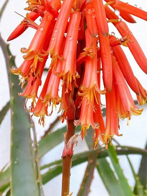 芦荟开花全过程一红到底鸿运当头