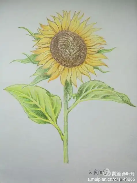 简单彩铅画简单彩铅画入门