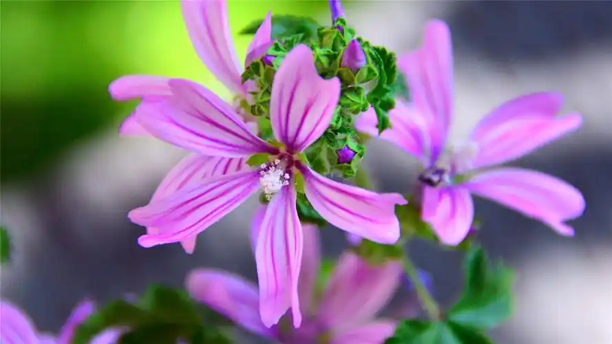 唯美鲜花高清摄影桌面壁纸