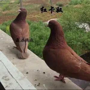 肉鸽活一对红卡奴鸽信鸽观赏鸽黑鸽子白鸽子元宝鸽落地王公鸽母鸽