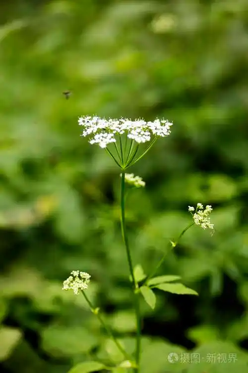 野生大花山羊草科背景优质羊草