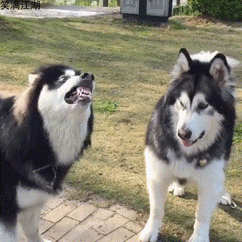 360_360gif 动态图 动图