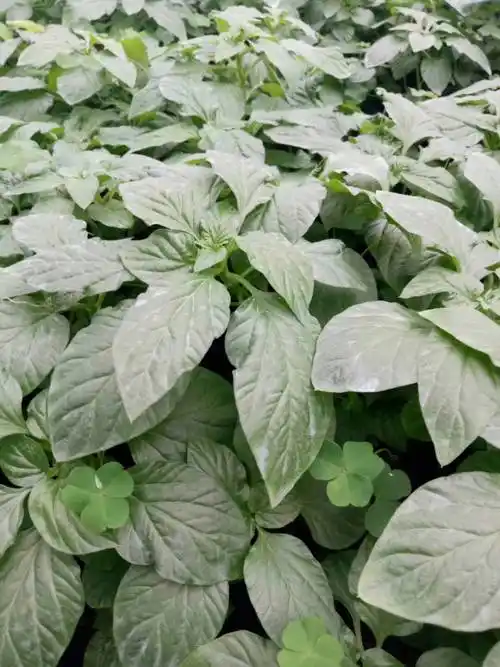 细梗香草瓶苗驯化苗广西凌云***