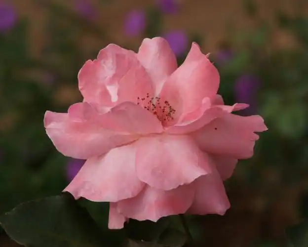 位图植物摄影写实花卉花朵月季花免费素材