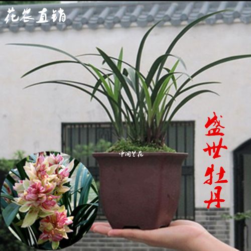 兰花苗建兰四季兰盛世牡丹 墨兰春兰蕙兰寒兰室内绿植物花卉盆栽