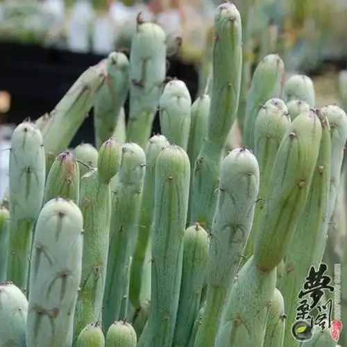 七宝树 senecio articulatus