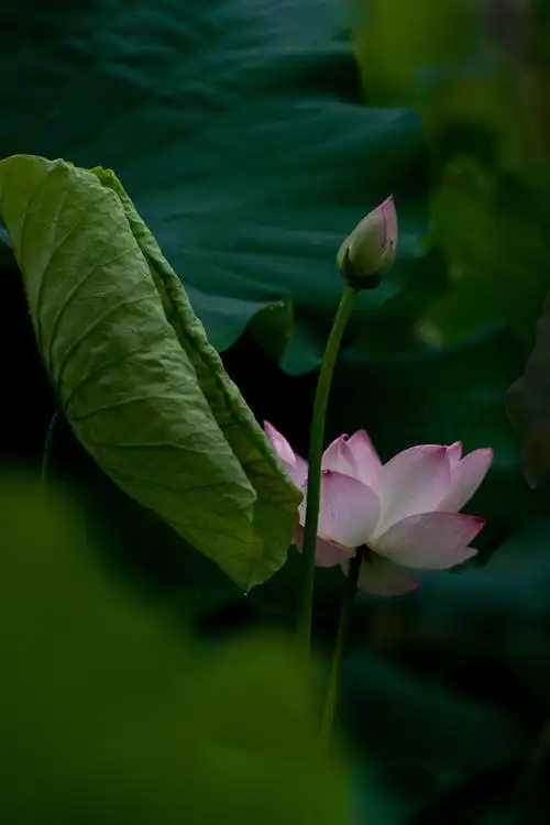 雨中的荷花 - 美篇