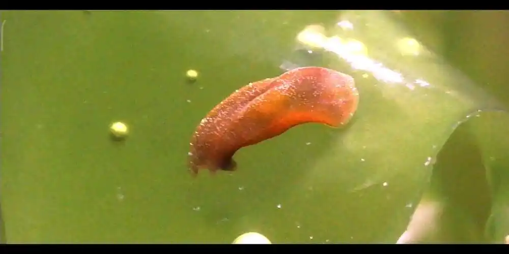 海缸里的扁虫碰见同类会被吓一跳