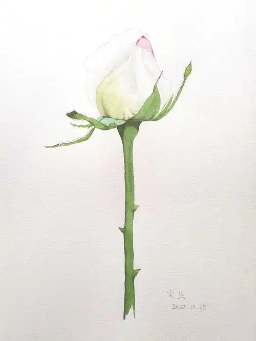原创水彩画一朵白玫瑰