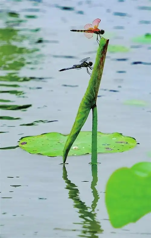 蜻蜓在荷叶上歇歇脚. 张伟忠摄