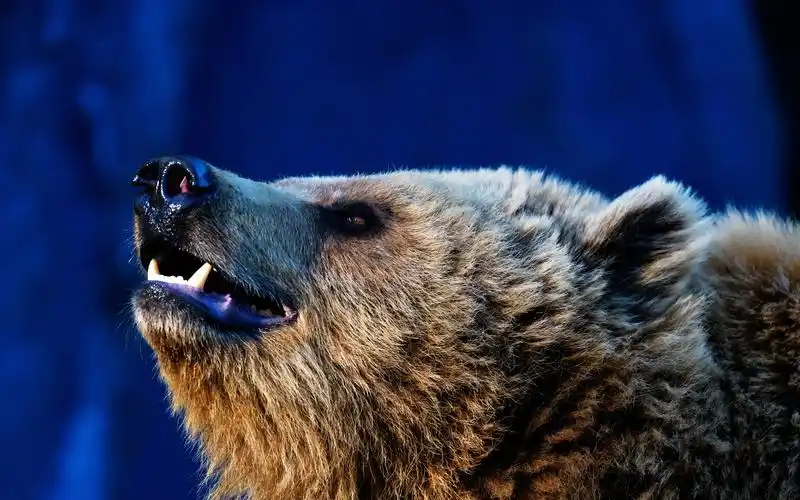 熊的脸,嘴巴,牙齿 iphone 壁纸