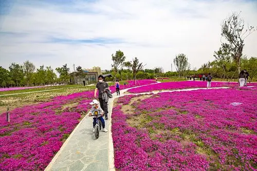 京城红色花海惹人醉