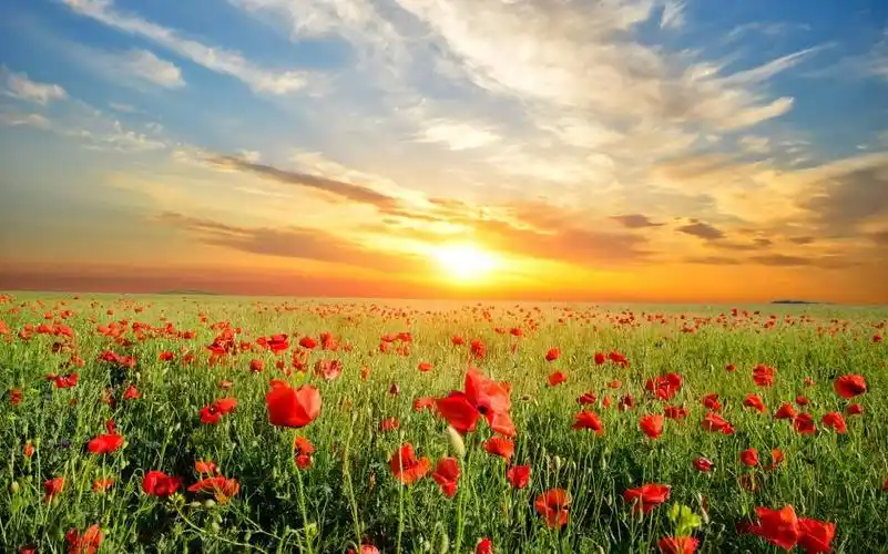 房间中摆放佛像怎样才能带来好运