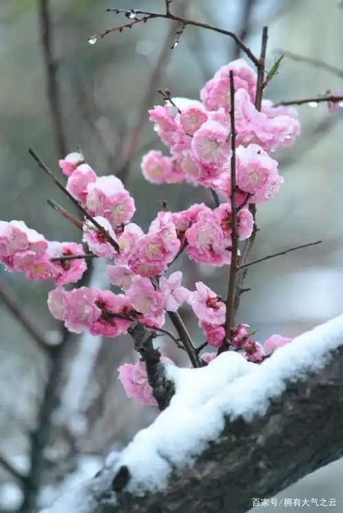 原创诗文:梅花花语