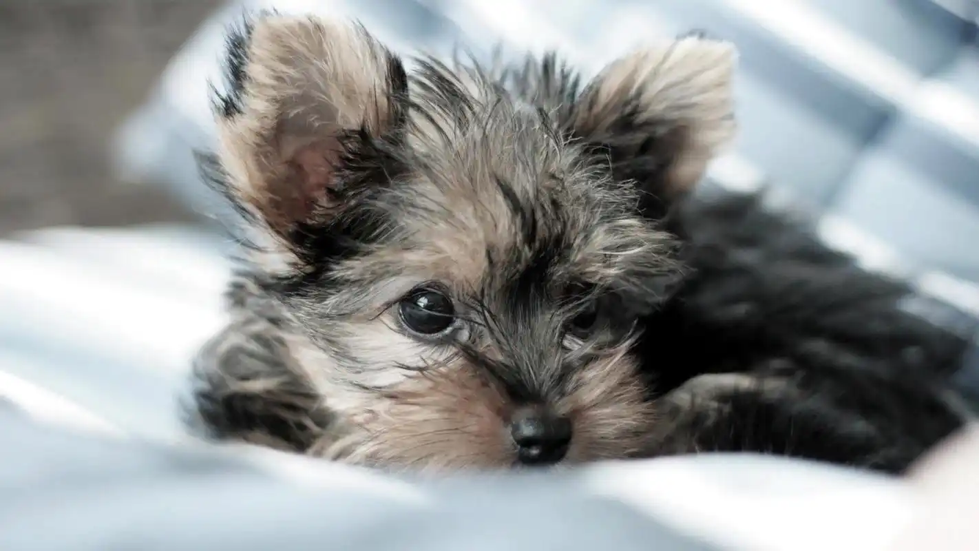 可爱宠物狗狗高清呆萌壁纸高清大图预览1920x1080_动物壁纸下载_美桌