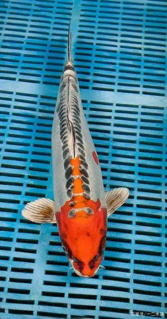 德系锦鲤的美,是没有灵魂的?其实,它是从日本锦鲤延伸而来