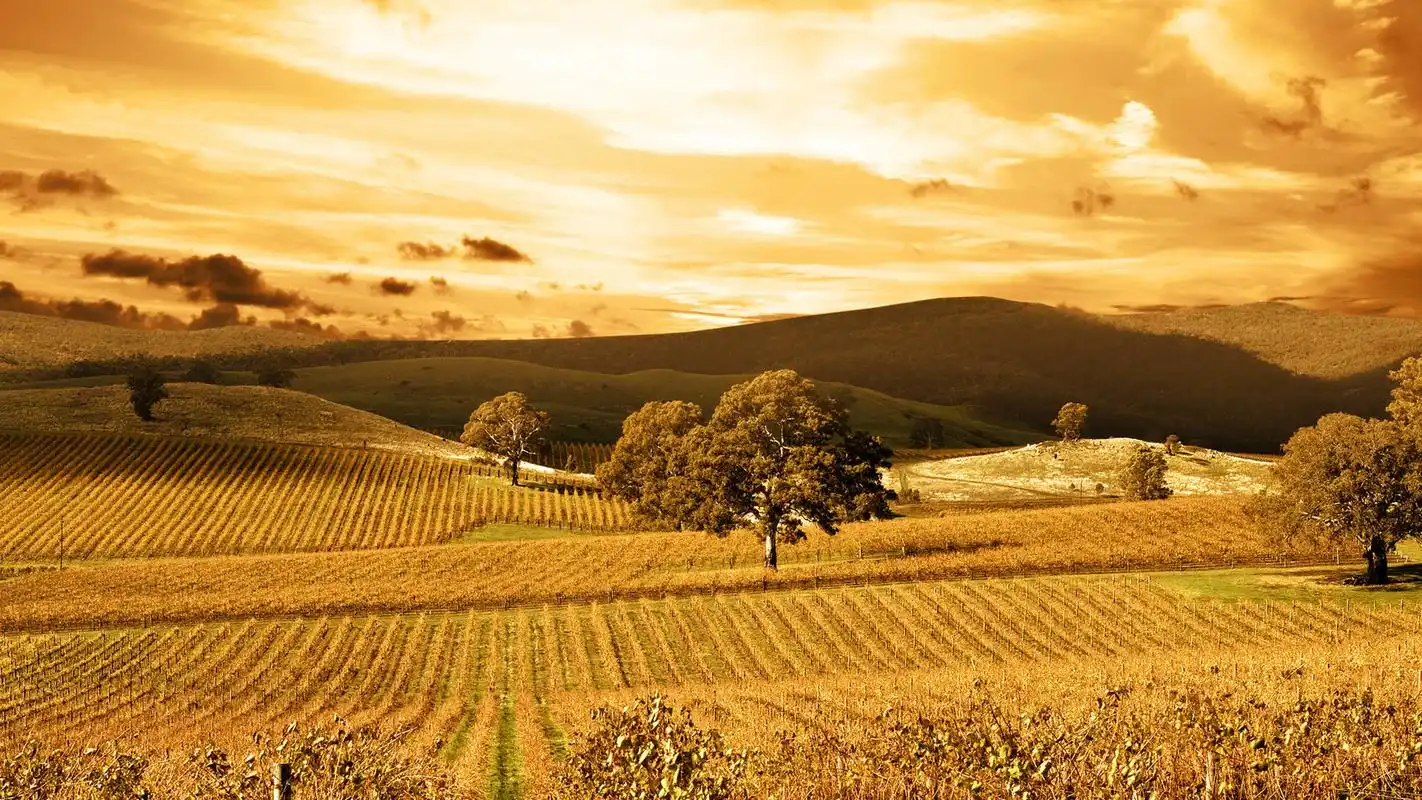 金色麦田唯美好看的秋天风景电脑桌面壁纸