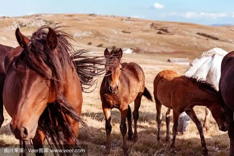 野生马在自然保护区