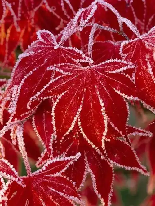 美丽动人雪中花惊艳世俗的美