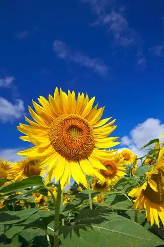 云,云朵,话务员,云彩,娱乐,蓝色,白云,蓝天,天空,阳光,自然,天,享受