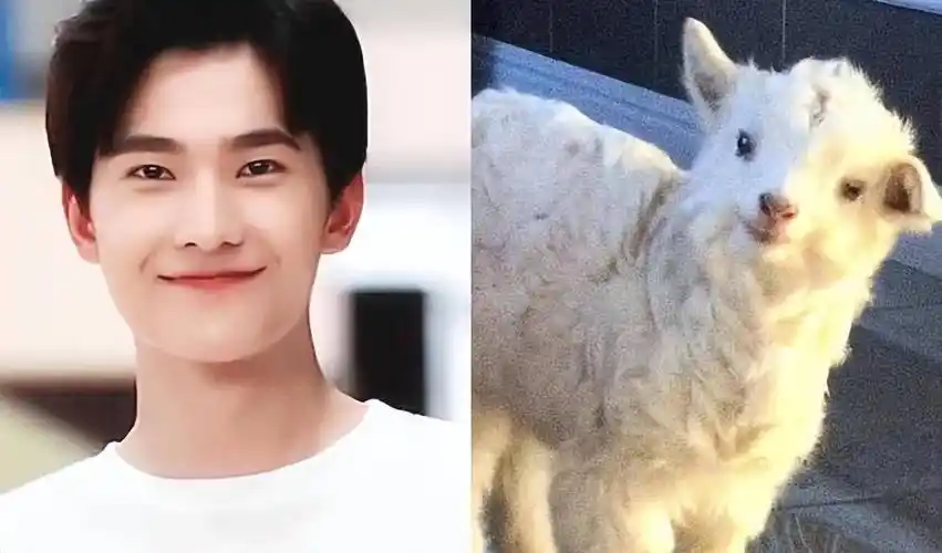 有最近暑期大火的王鹤棣,吴磊,还有宋威龙和丁禹兮,小编发现猴系长相