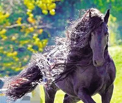 马的鬃毛太长会怎样配种一次35万