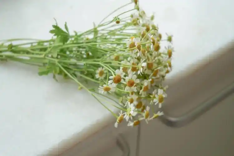 夏日小清新61送你一把洋甘菊