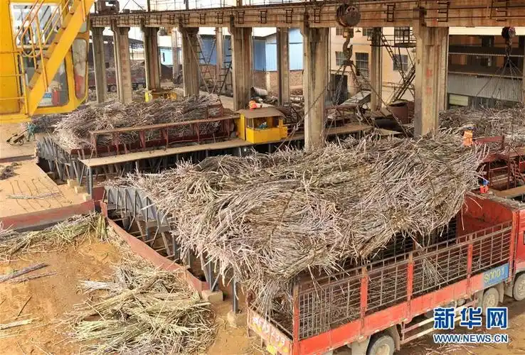 广西迎来糖厂开榨高峰期