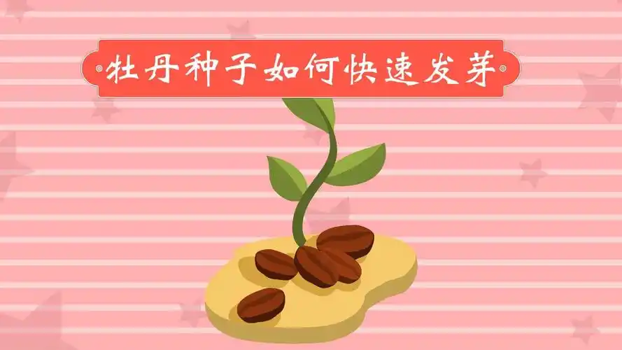 牡丹种子如何快速发芽