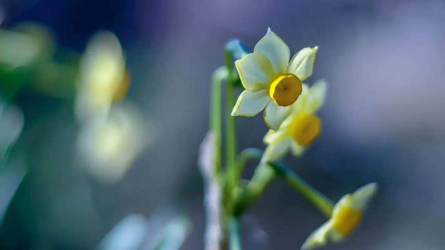 精选清新大自然简约唯美花卉锁屏高清图片桌面壁纸下载