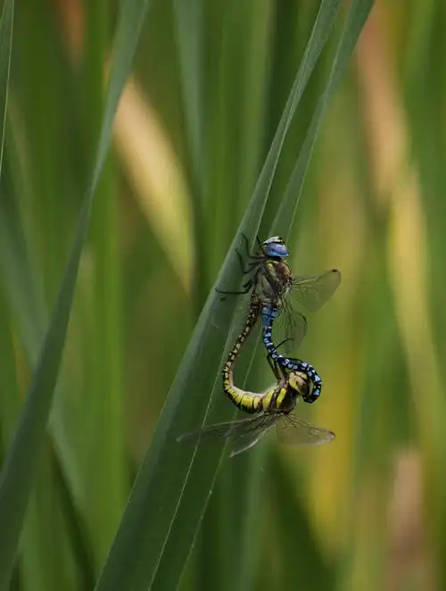 豆娘(caenagrion)属于昆虫纲,蜻蜓目,束翅亚目,统称蟌(cōng).