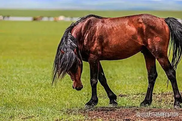 赤兔马来自中国内蒙古,蒙古高原的蒙古马,向来是军队的首选战马品种