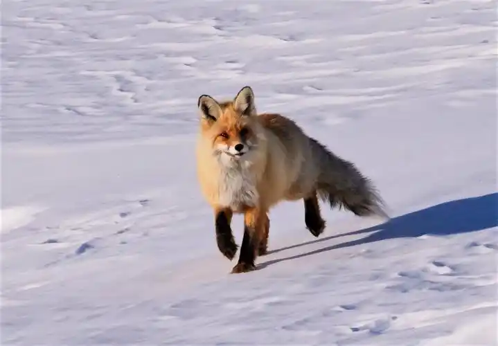 雪山飞狐 - 欣赏自然之美 - 图虫