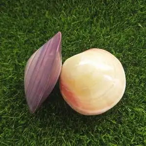 超大粉蛤紫蛤双面亮光蚌壳天然粉贝壳紫贝壳家居装饰摆件海螺礼物