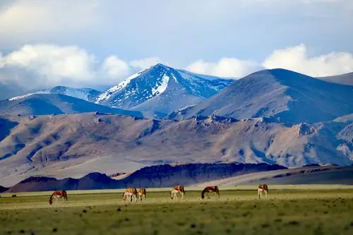 走进西藏(4)……精灵的乐园～藏北羌塘/可可西里无人区