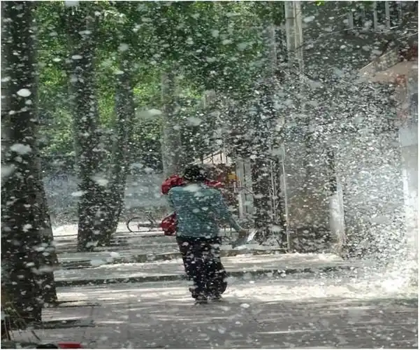 杨絮满天飞,带来4大危害,网友头疼不已:能否全面"禁种"?