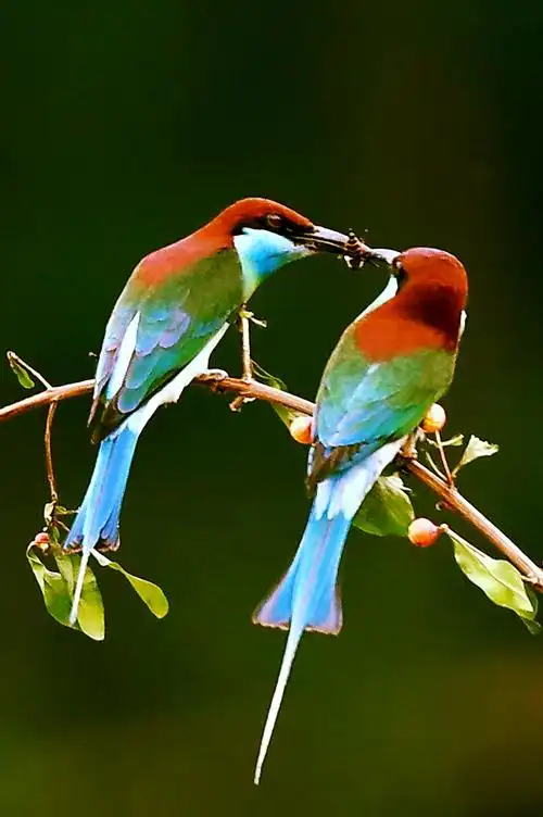蓝喉蜂虎一一中国最漂亮的小鸟