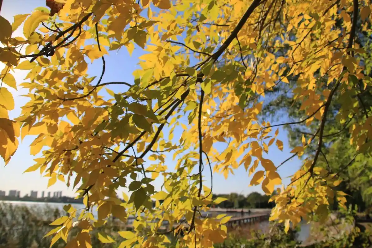 秋天黄色的落叶