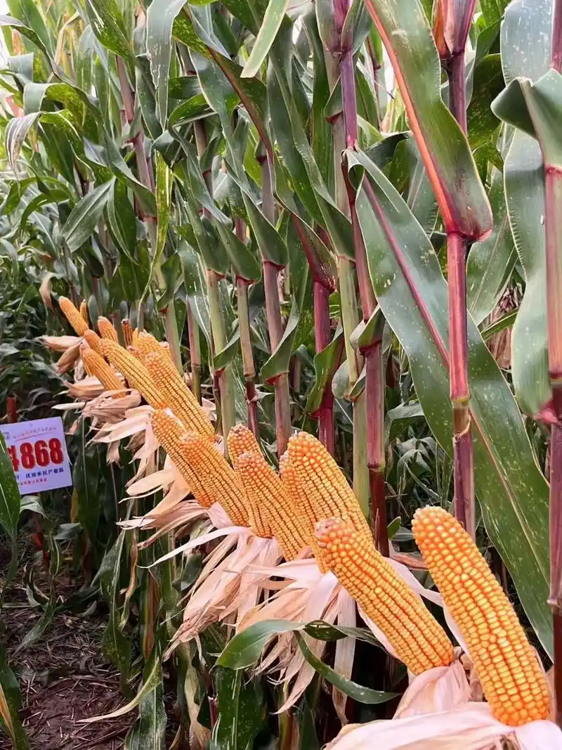 六紫:紫根,紫杆,紫叶鞘,紫苞叶,紫叶脉,紫花药 八抗:抗倒 - 抖音