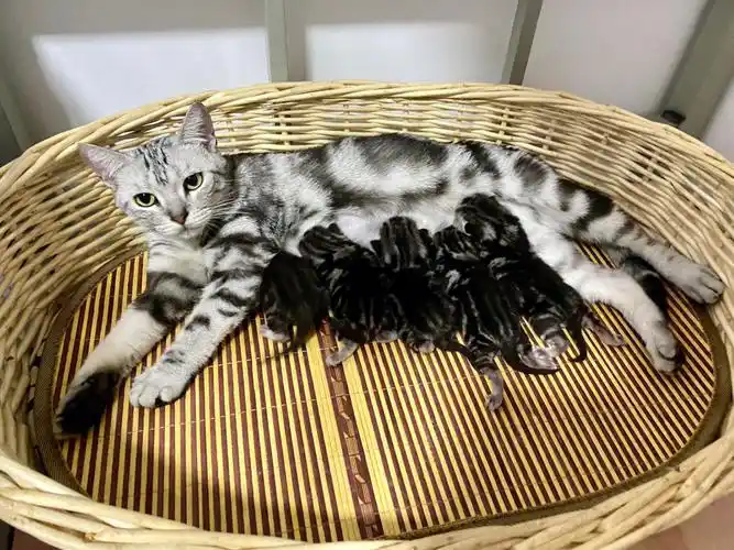 喵喵的老爸老妈都是纯纯美短虎斑,爸爸大脸盘子,小时候有只眼睛受过伤