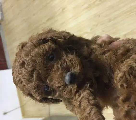 自家1个月的小体泰迪1000元出售了