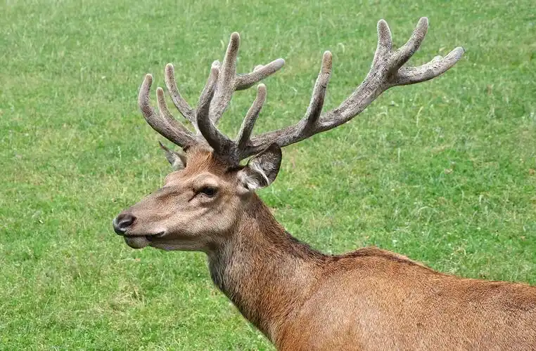 p>欧洲马鹿(学名: i>cervus elaphus /i>):是鹿科,鹿属的动物.