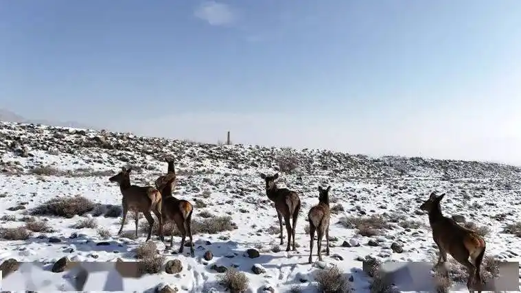 野生天山马鹿现身和硕县国家级塔什汗湿地公园