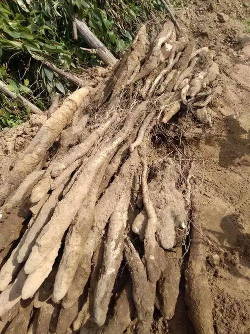 满满的收获,都是生长良好的淮山